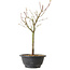 Acer palmatum Arakawa, 35 cm, ± 8 ans
