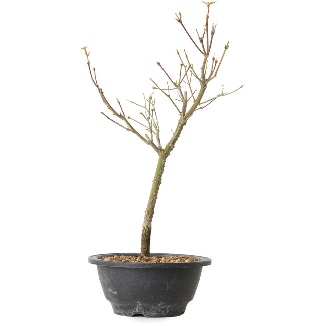 Acer palmatum Arakawa, 35 cm, ± 8 Jahre alt