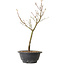 Acer palmatum Arakawa, 35 cm, ± 8 years old