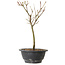 Acer palmatum Arakawa, 27 cm, ± 8 Jahre alt