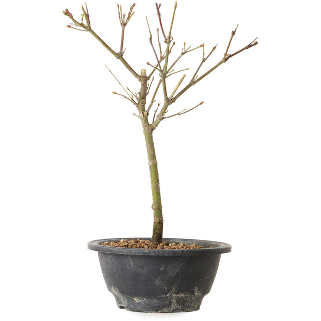 Acer palmatum Arakawa, 27 cm, ± 8 años de edad