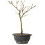 Acer palmatum Arakawa, 27 cm, ± 8 jaar oud