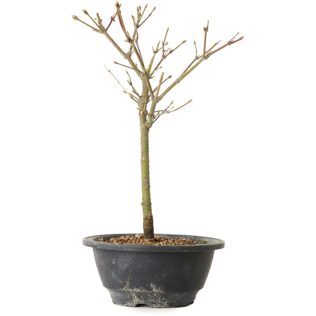 Acer palmatum Arakawa, 27 cm, ± 8 years old