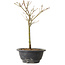 Acer palmatum Arakawa, 27 cm, ± 8 Jahre alt