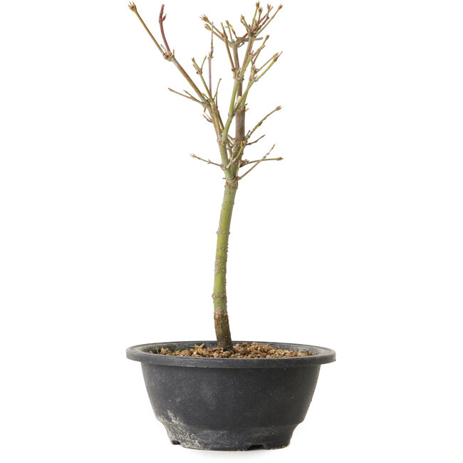 Acer palmatum Arakawa, 27 cm, ± 8 years old