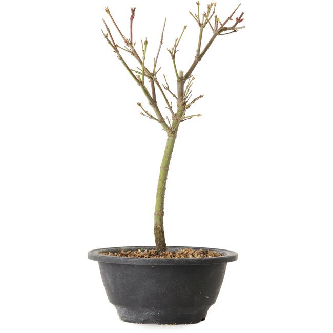 Acer palmatum Arakawa, 27 cm, ± 8 years old