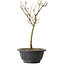 Acer palmatum Arakawa, 27 cm, ± 8 ans