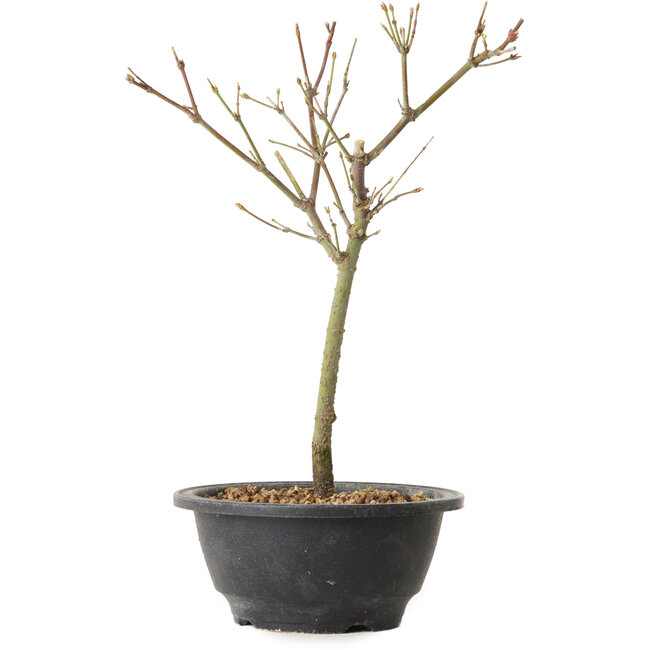 Acer palmatum Arakawa, 27 cm, ± 8 years old