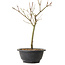 Acer palmatum Arakawa, 27 cm, ± 8 Jahre alt