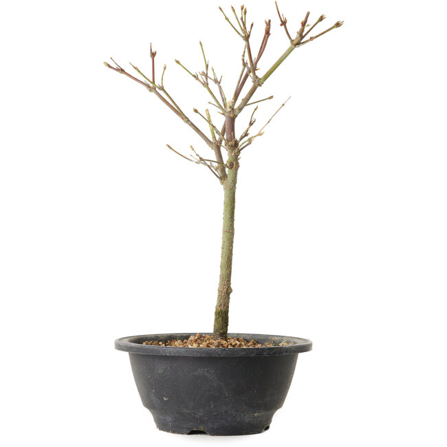 Acer palmatum Arakawa, 27 cm, ± 8 years old