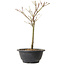 Acer palmatum Arakawa, 27 cm, ± 8 years old