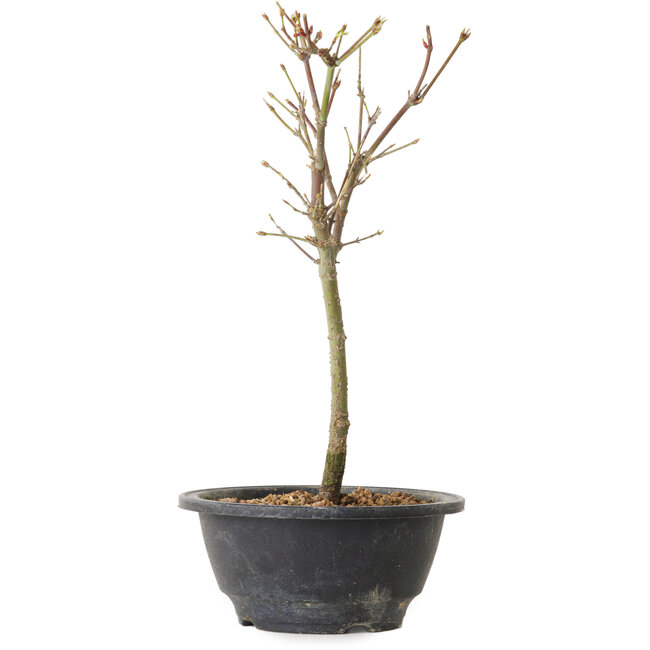 Acer palmatum Arakawa, 27 cm, ± 8 Jahre alt