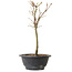 Acer palmatum Arakawa, 27 cm, ± 8 años de edad