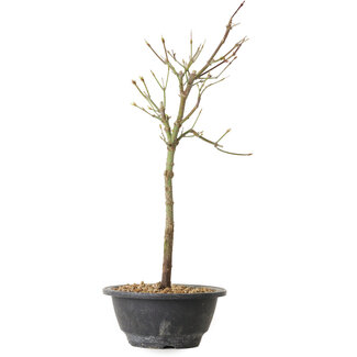 Acer palmatum Arakawa, 39 cm, ± 8 ans