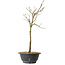 Acer palmatum Arakawa, 39 cm, ± 8 ans