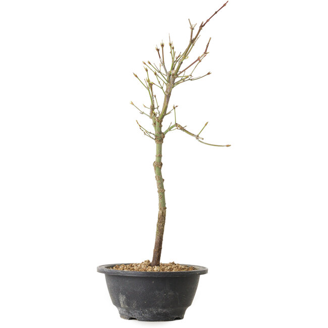 Acer palmatum Arakawa, 39 cm, ± 8 ans