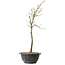 Acer palmatum Arakawa, 39 cm, ± 8 ans