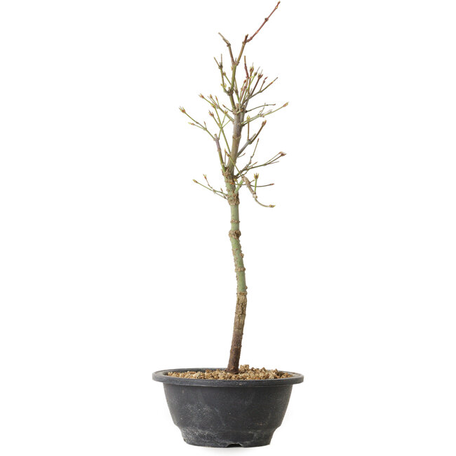 Acer palmatum Arakawa, 39 cm, ± 8 anni