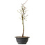 Acer palmatum Arakawa, 39 cm, ± 8 Jahre alt