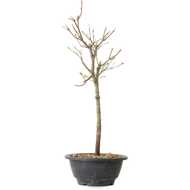 Acer palmatum Arakawa, 39 cm, ± 8 anni