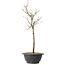 Acer palmatum Arakawa, 39 cm, ± 8 years old