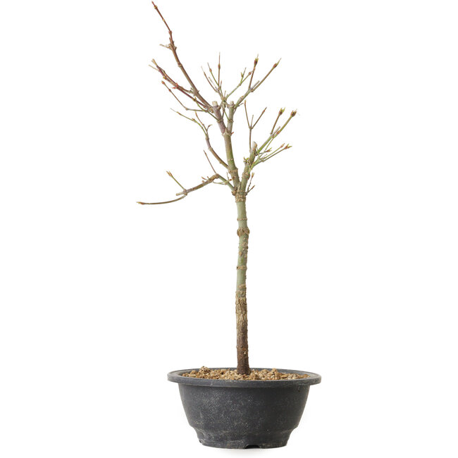 Acer palmatum Arakawa, 39 cm, ± 8 ans