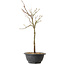 Acer palmatum Arakawa, 39 cm, ± 8 años de edad