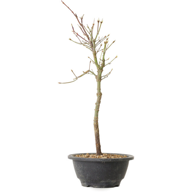 Acer palmatum Arakawa, 39 cm, ± 8 jaar oud