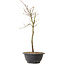 Acer palmatum Arakawa, 39 cm, ± 8 anni