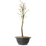 Acer palmatum Arakawa, 39 cm, ± 8 jaar oud