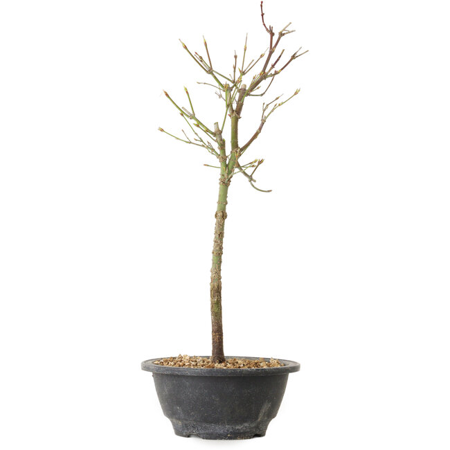 Acer palmatum Arakawa, 39 cm, ± 8 years old