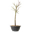 Acer palmatum Arakawa, 39 cm, ± 8 jaar oud