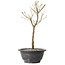 Acer palmatum Arakawa, 29 cm, ± 8 jaar oud