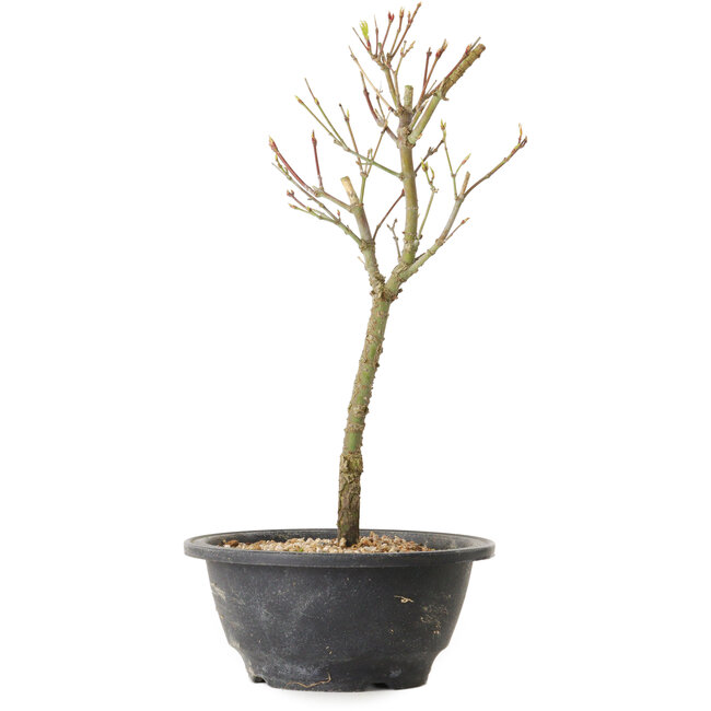 Acer palmatum Arakawa, 29 cm, ± 8 años de edad