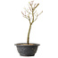 Acer palmatum Arakawa, 29 cm, ± 8 years old
