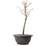 Acer palmatum Arakawa, 29 cm, ± 8 Jahre alt