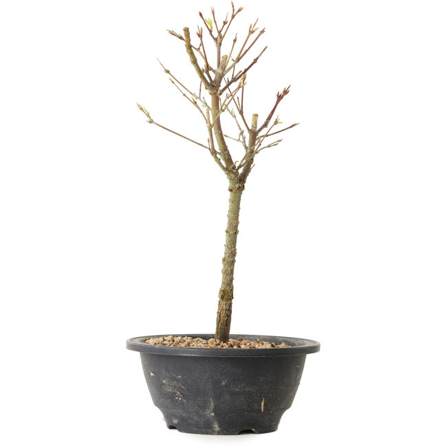 Acer palmatum Arakawa, 29 cm, ± 8 anni