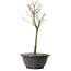 Acer palmatum Arakawa, 29 cm, ± 8 ans