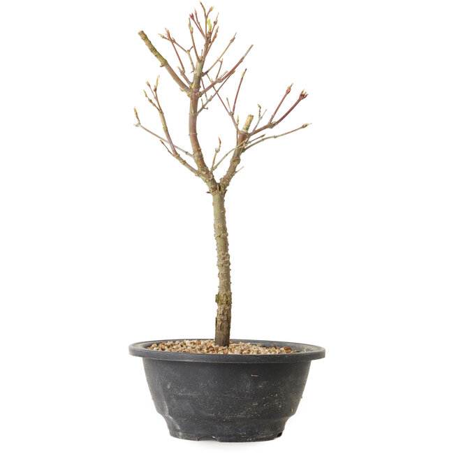 Acer palmatum Arakawa, 29 cm, ± 8 años de edad