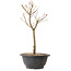 Acer palmatum Arakawa, 29 cm, ± 8 años de edad