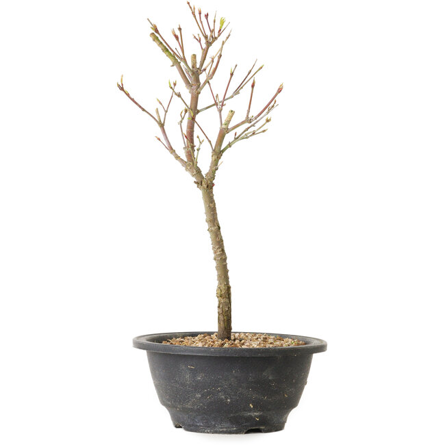Acer palmatum Arakawa, 29 cm, ± 8 Jahre alt