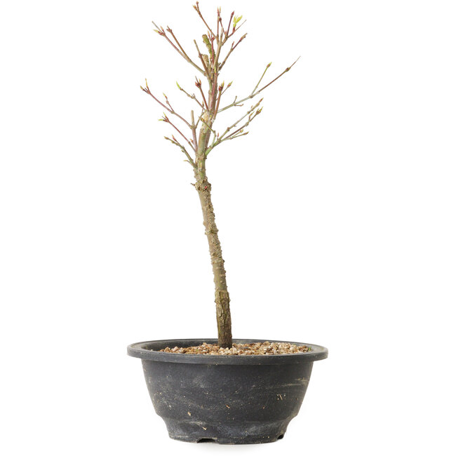 Acer palmatum Arakawa, 29 cm, ± 8 jaar oud