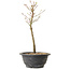 Acer palmatum Arakawa, 29 cm, ± 8 anni