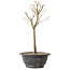 Acer palmatum Arakawa, 29 cm, ± 8 jaar oud