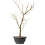Acer palmatum Arakawa, 41 cm, ± 8 jaar oud