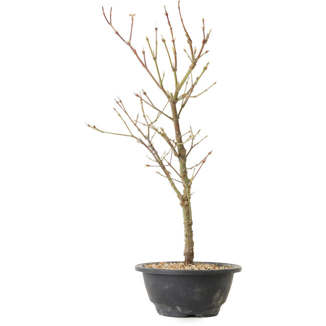 Acer palmatum Arakawa, 41 cm, ± 8 ans