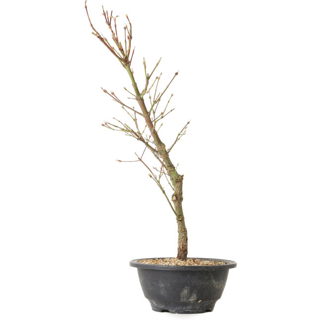 Acer palmatum Arakawa, 41 cm, ± 8 anni