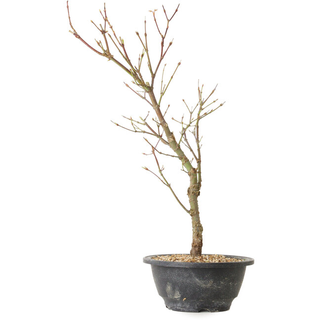 Acer palmatum Arakawa, 41 cm, ± 8 anni