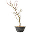Acer palmatum Arakawa, 41 cm, ± 8 jaar oud