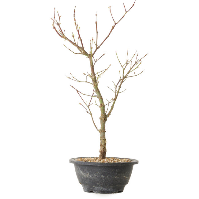 Acer palmatum Arakawa, 41 cm, ± 8 Jahre alt